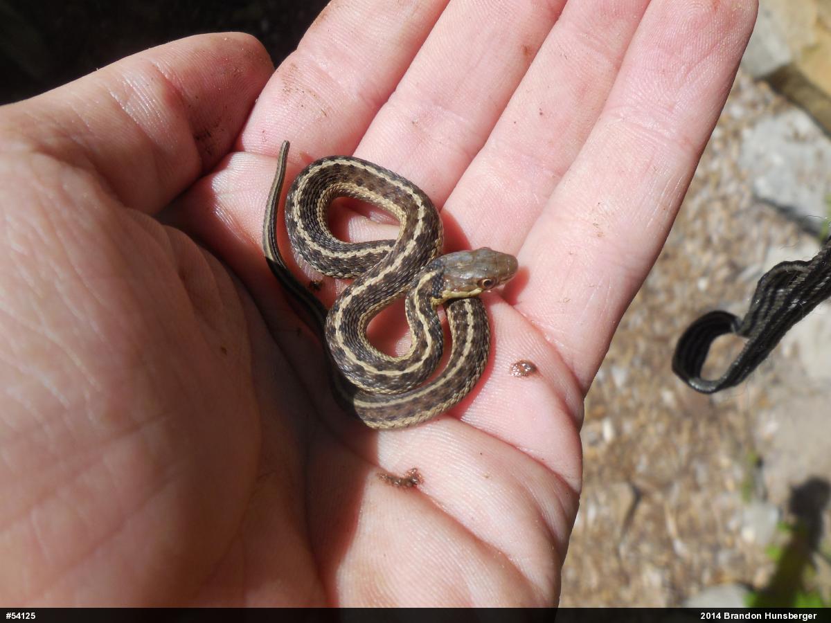 Eastern Gartersnake