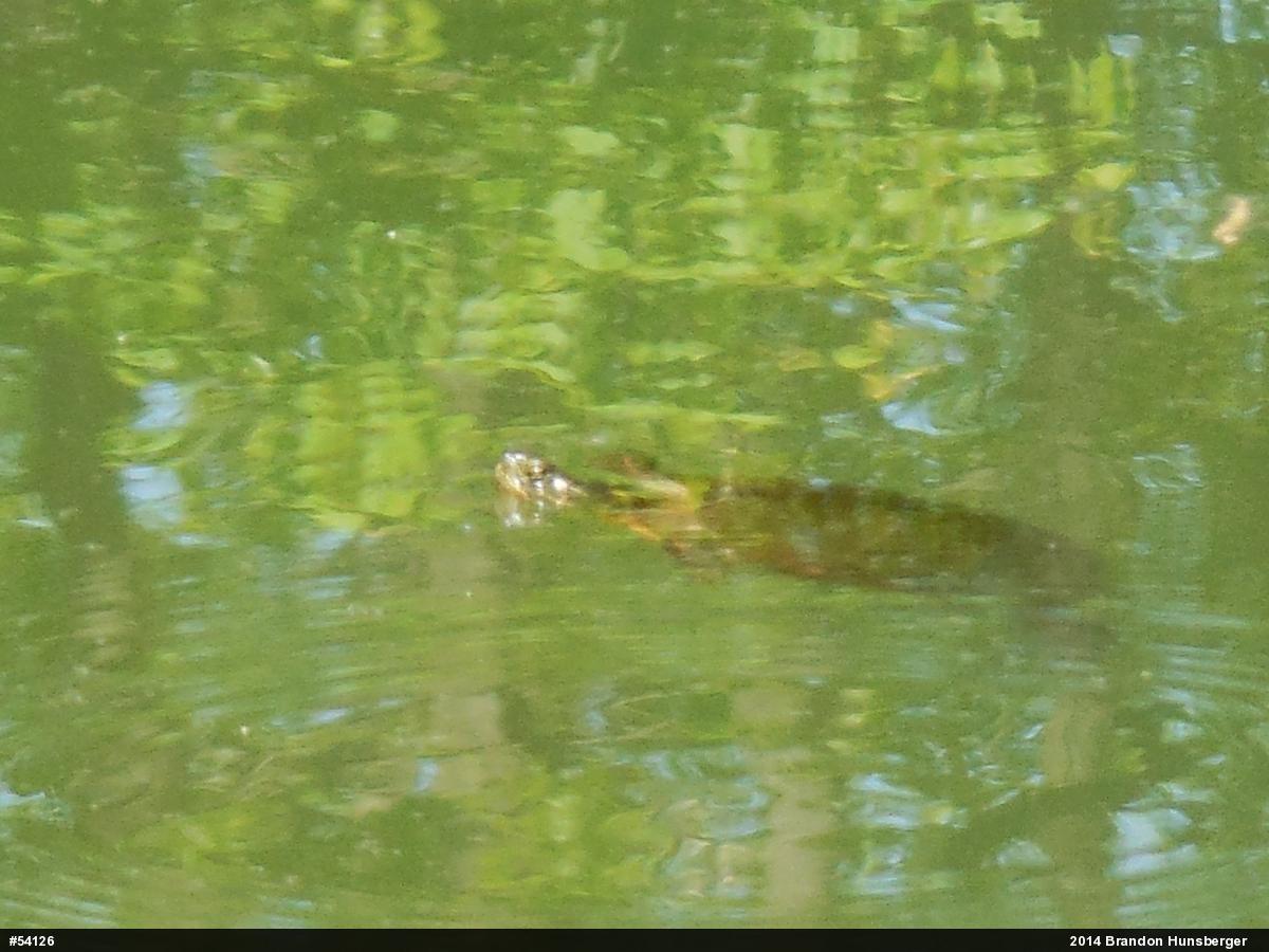 Painted Turtle