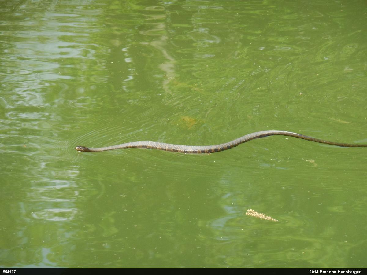 Northern Watersnake