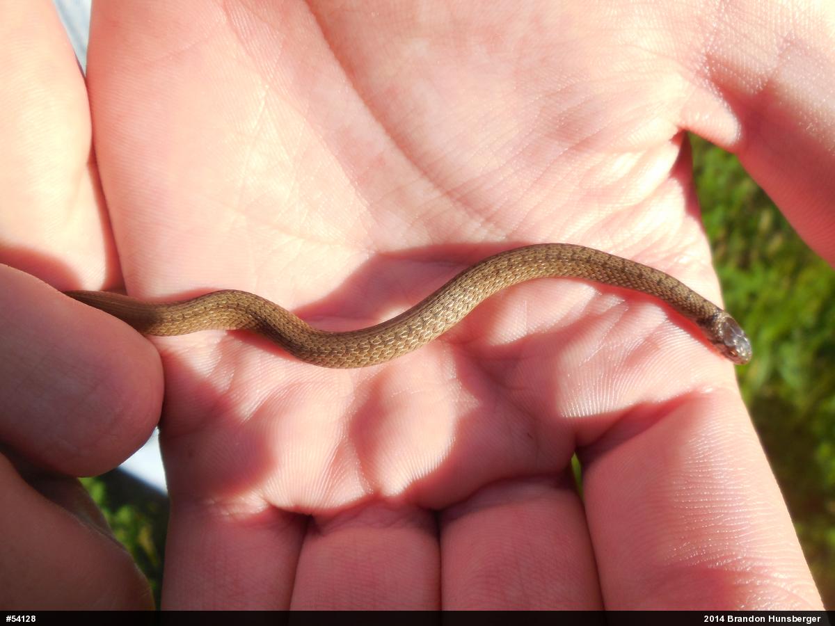 Dekay's Brownsnake