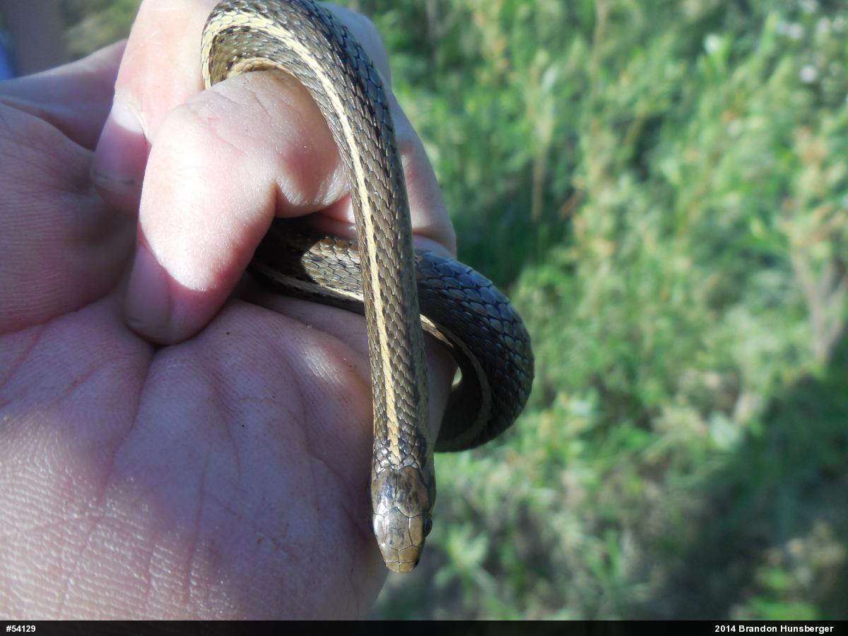 Shorthead Gartersnake