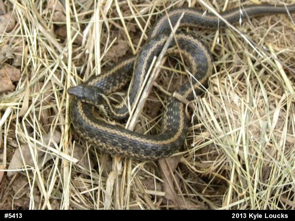 Eastern Gartersnake