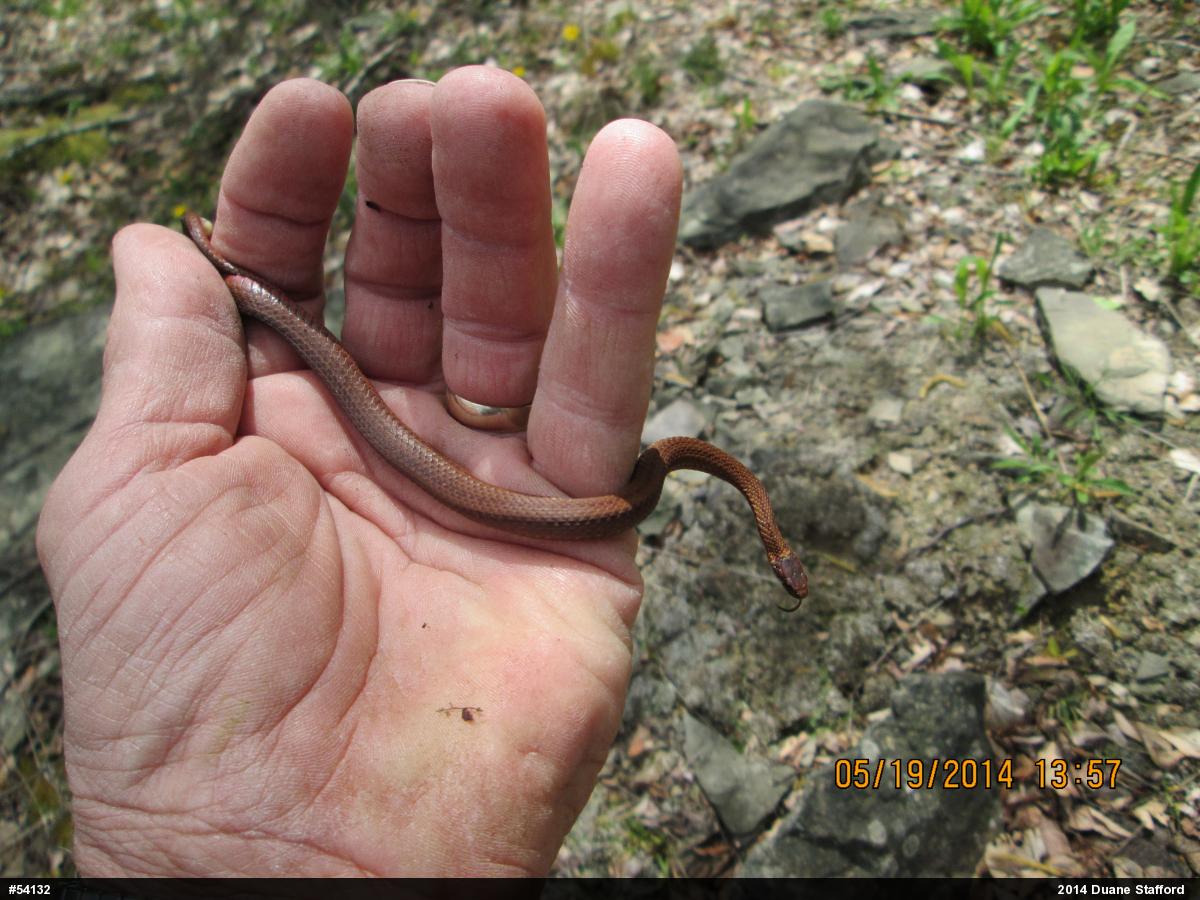 Red-bellied Snake