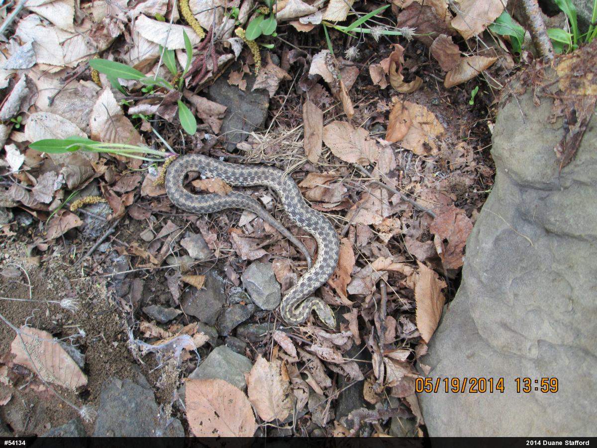 Eastern Gartersnake