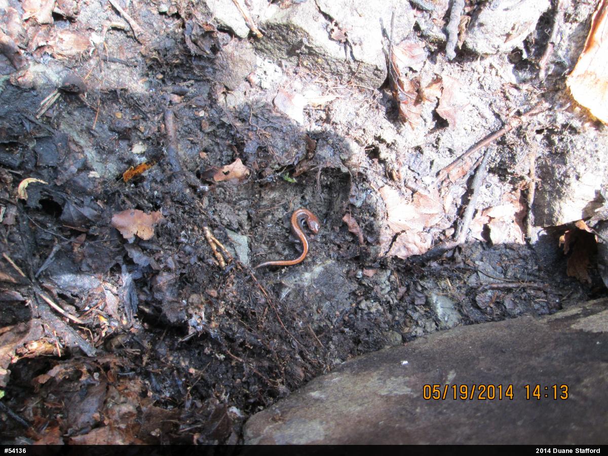 Eastern Red-backed  Salamander