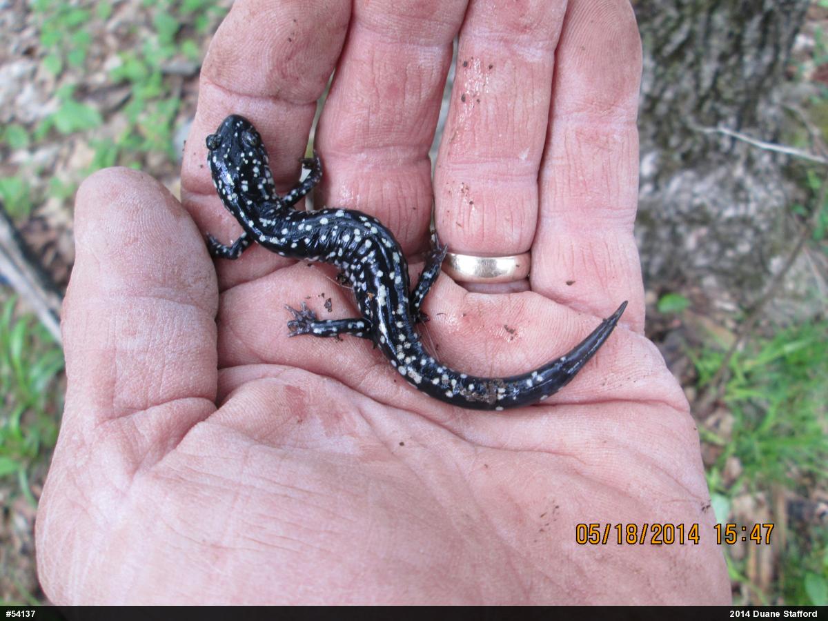 Northern Slimy Salamander