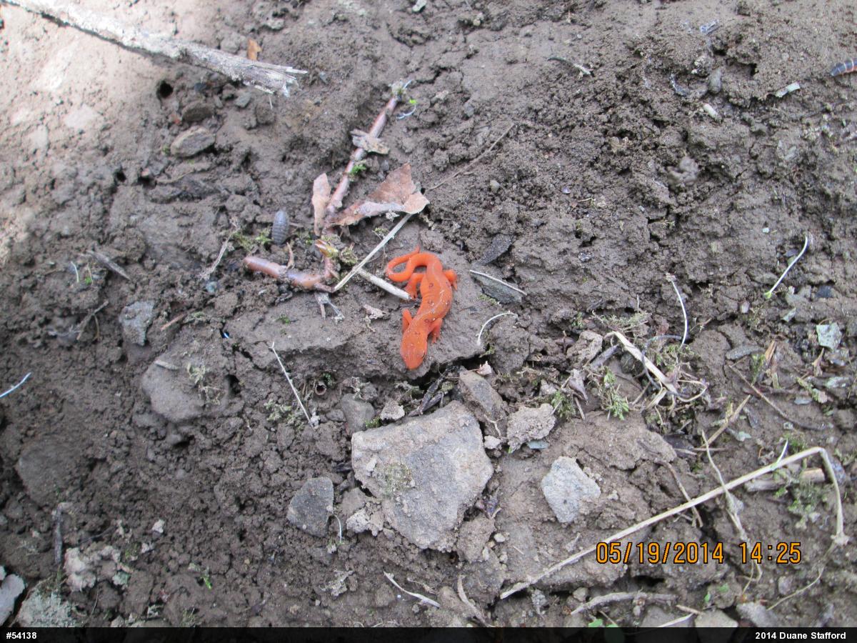 Red-spotted Newt