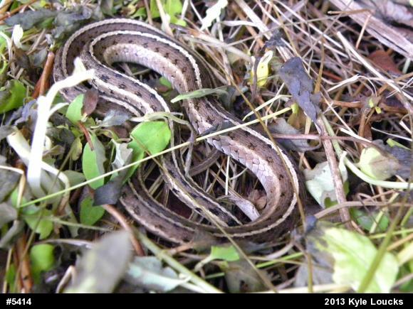 Eastern Gartersnake