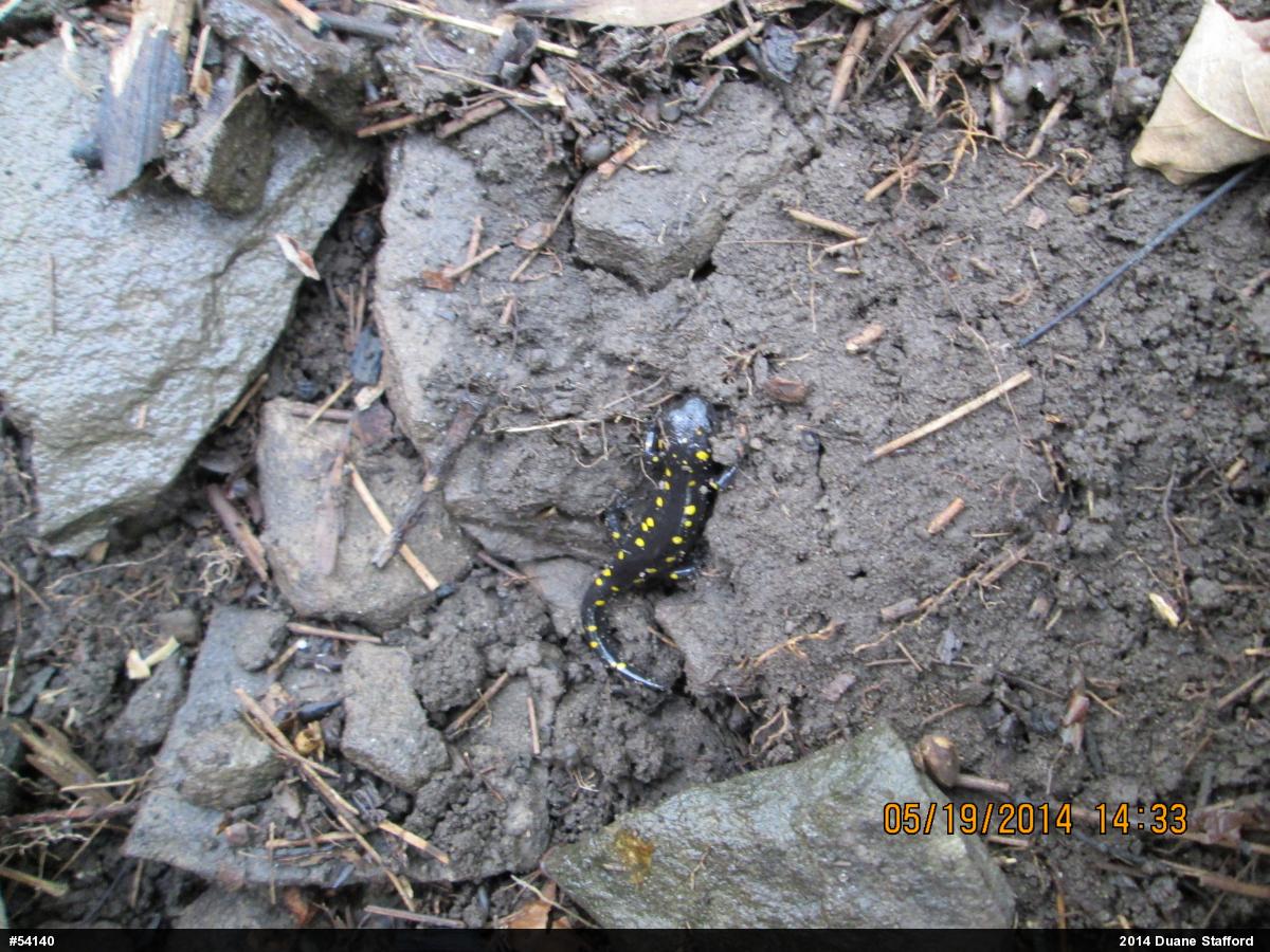 Spotted Salamander