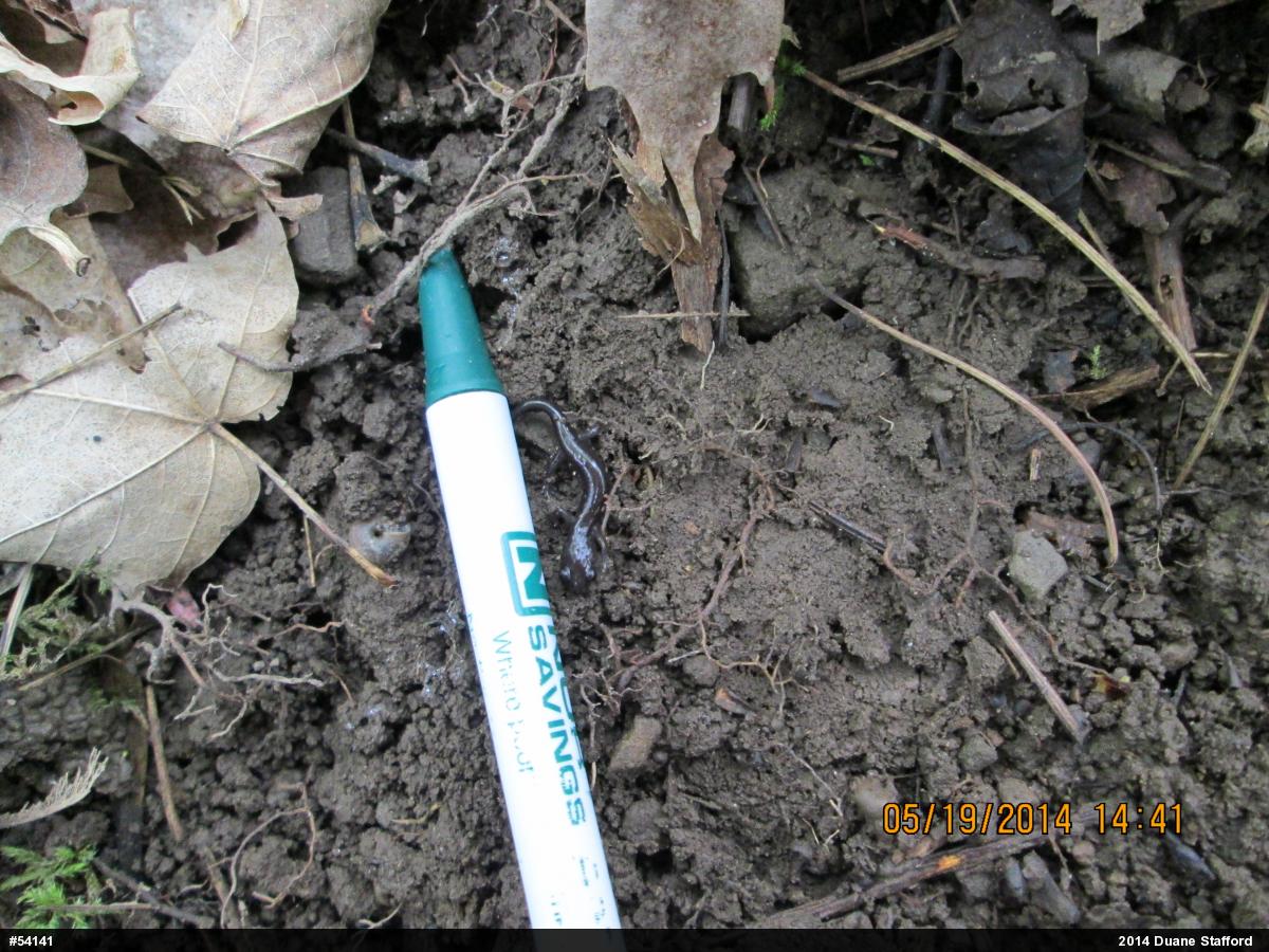 Wehrle's Salamander