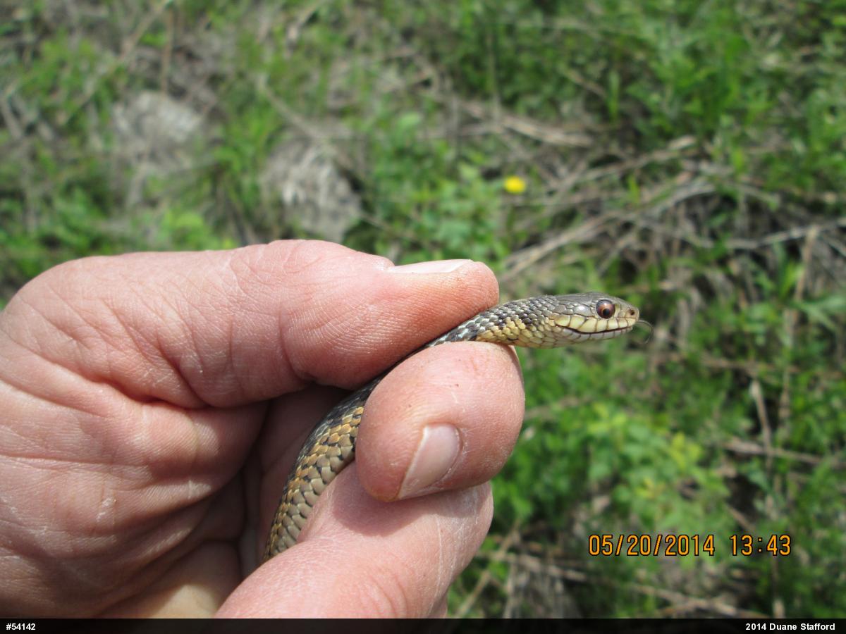 Eastern Gartersnake