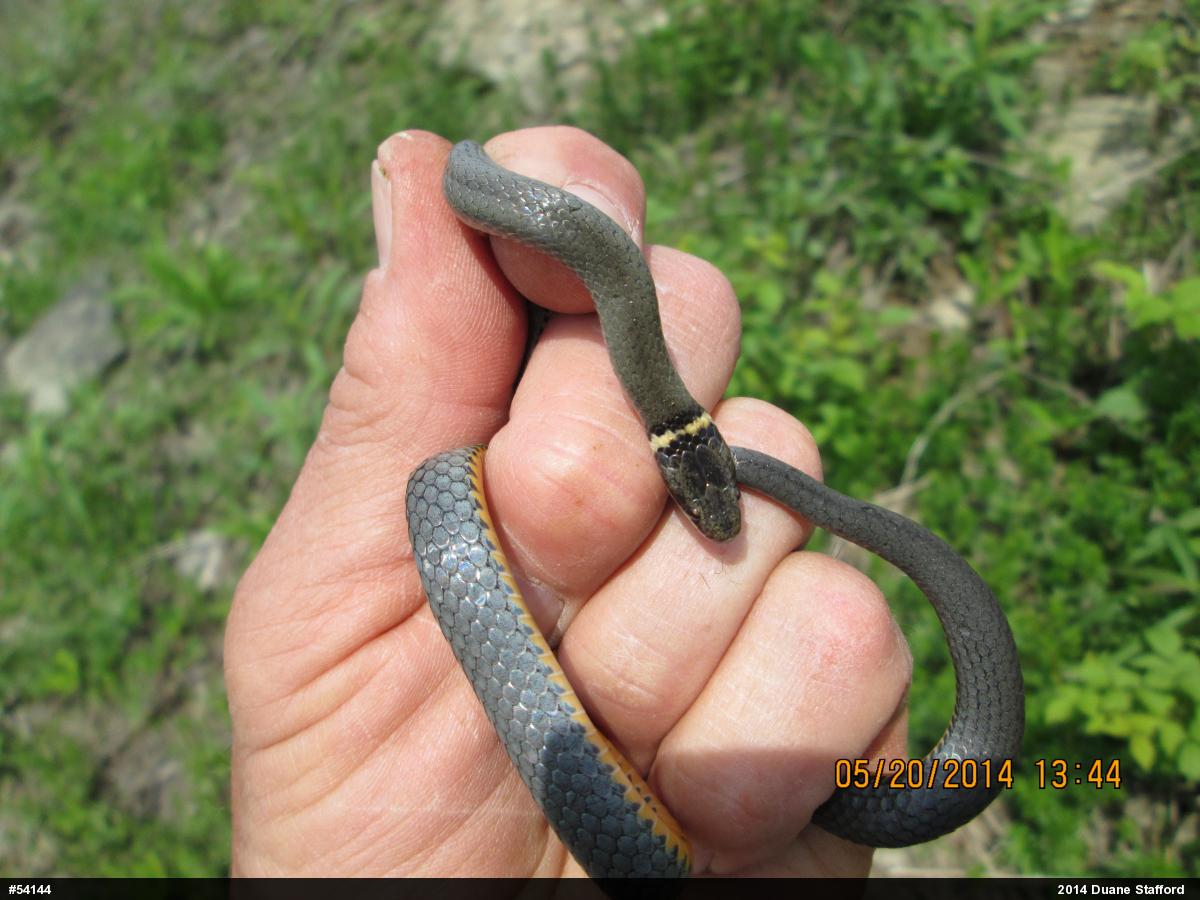 Northern Ring-necked Snake