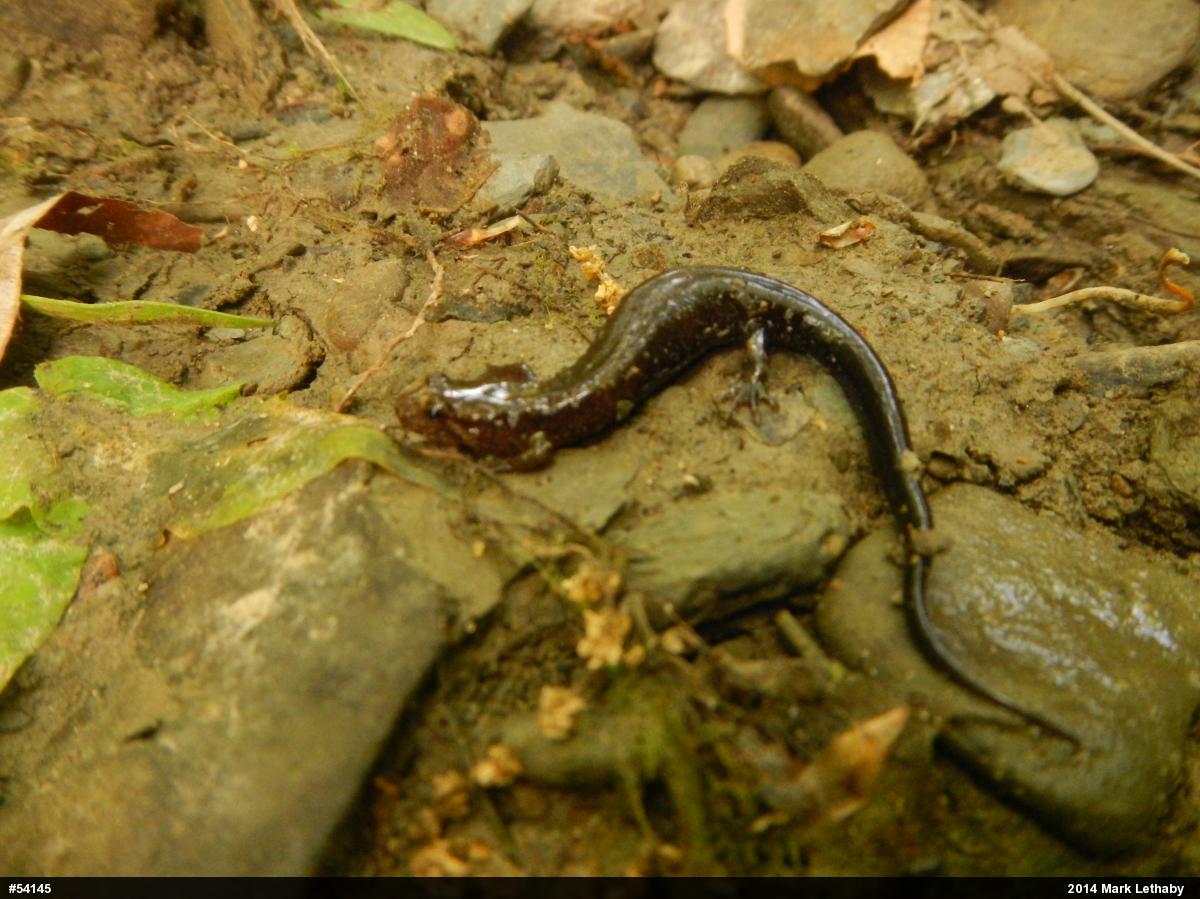 Allegheny Mountain Dusky Salamander