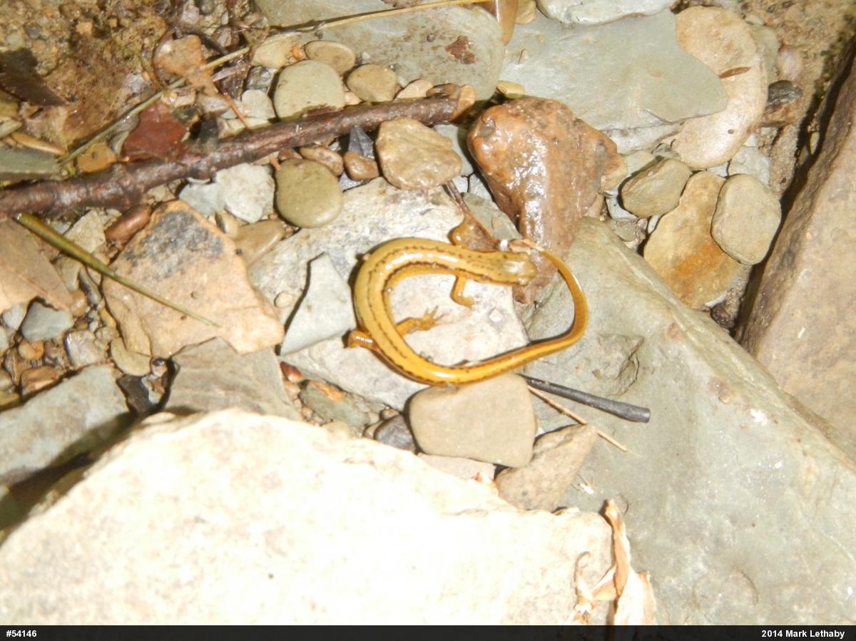 Northern Two-lined Salamander