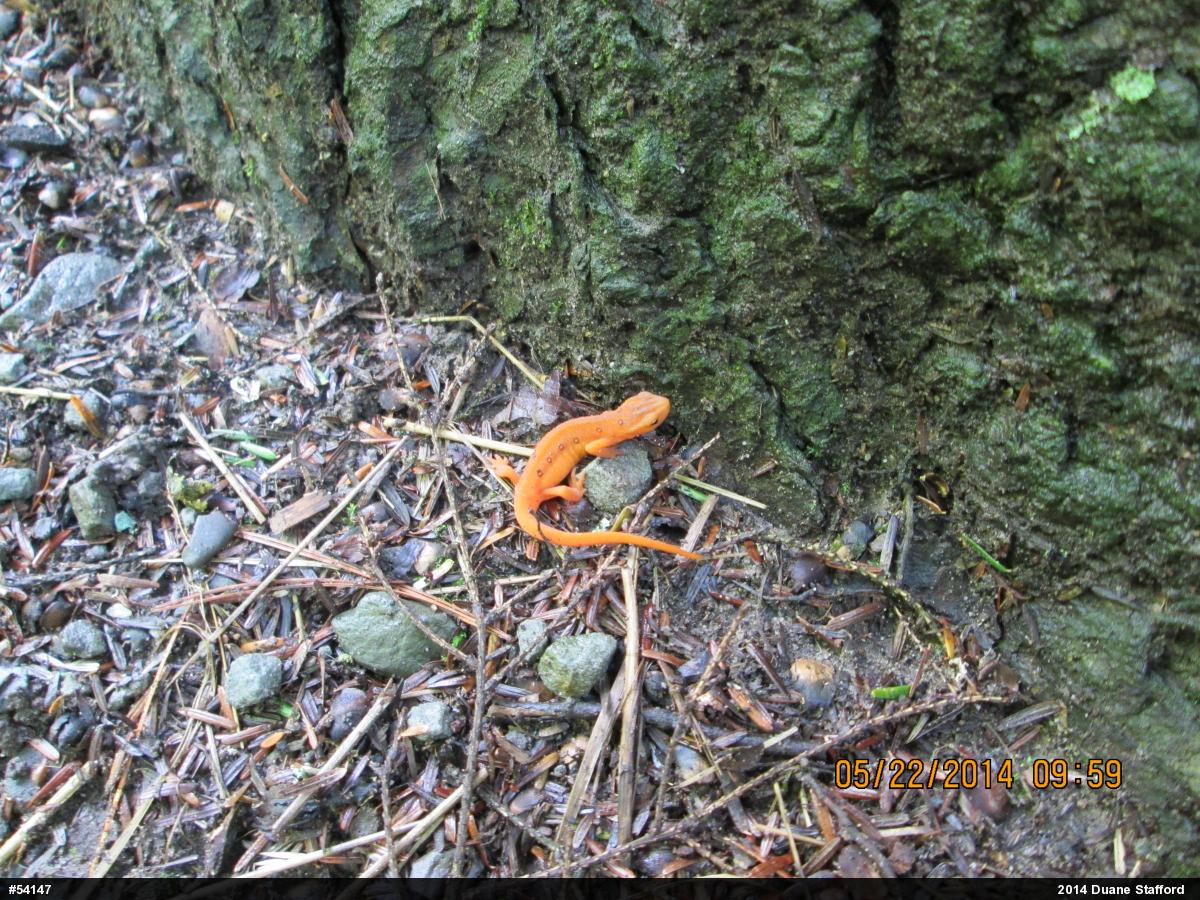 Red-spotted Newt