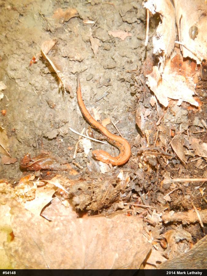 Eastern Red-backed  Salamander