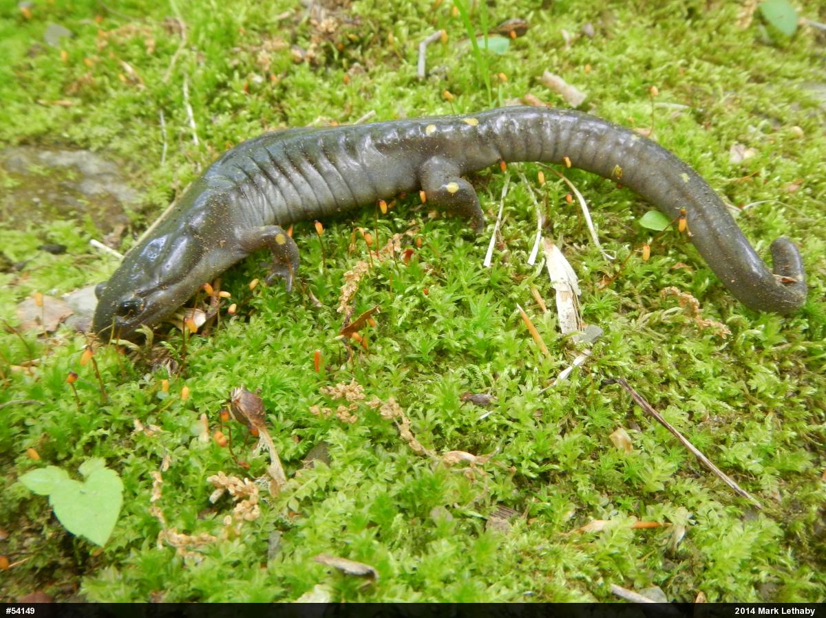 Spotted Salamander
