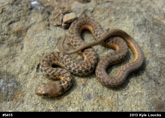 Eastern Gartersnake