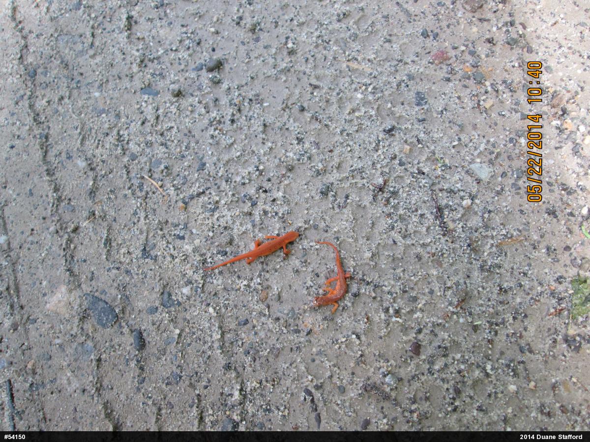 Red-spotted Newt