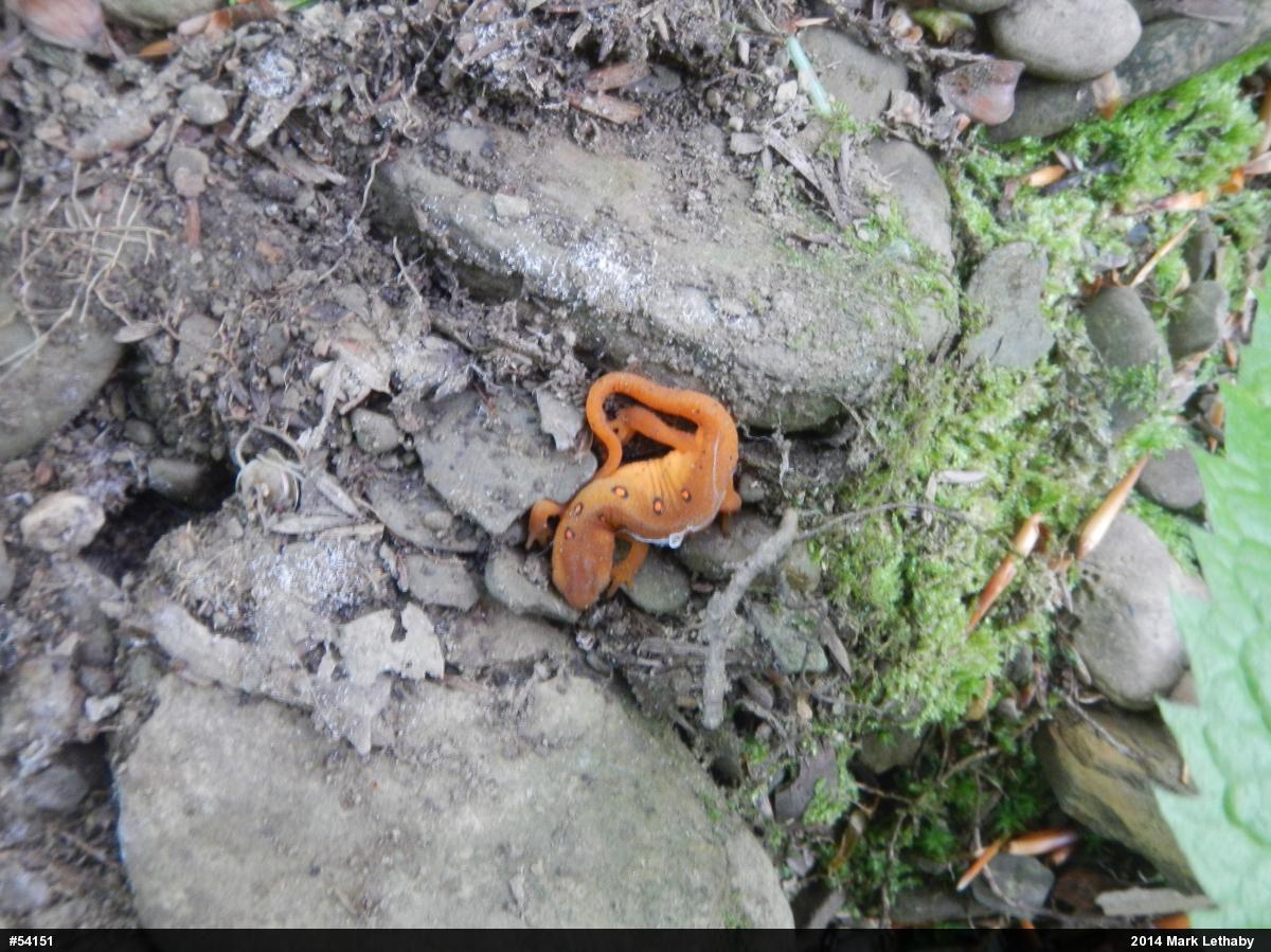 Red-spotted Newt