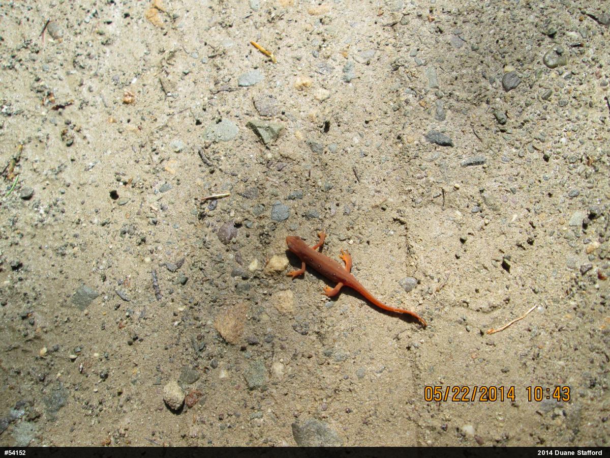 Red-spotted Newt