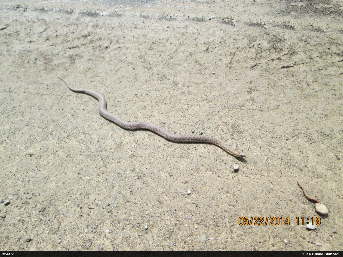 Eastern Gartersnake