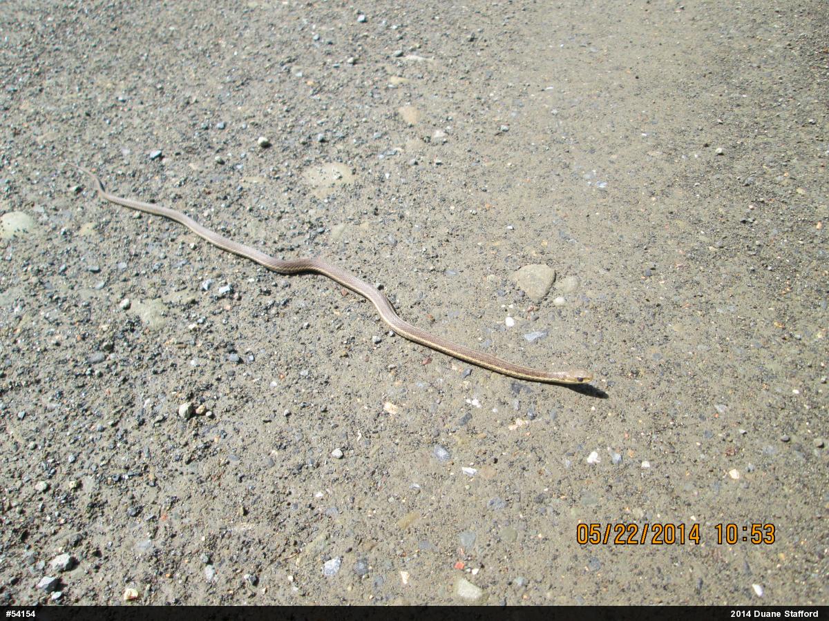 Eastern Gartersnake