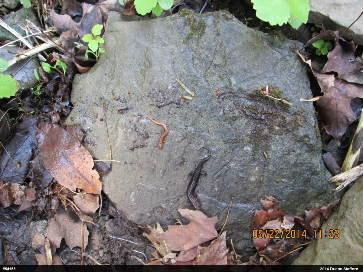 Allegheny Mountain Dusky Salamander