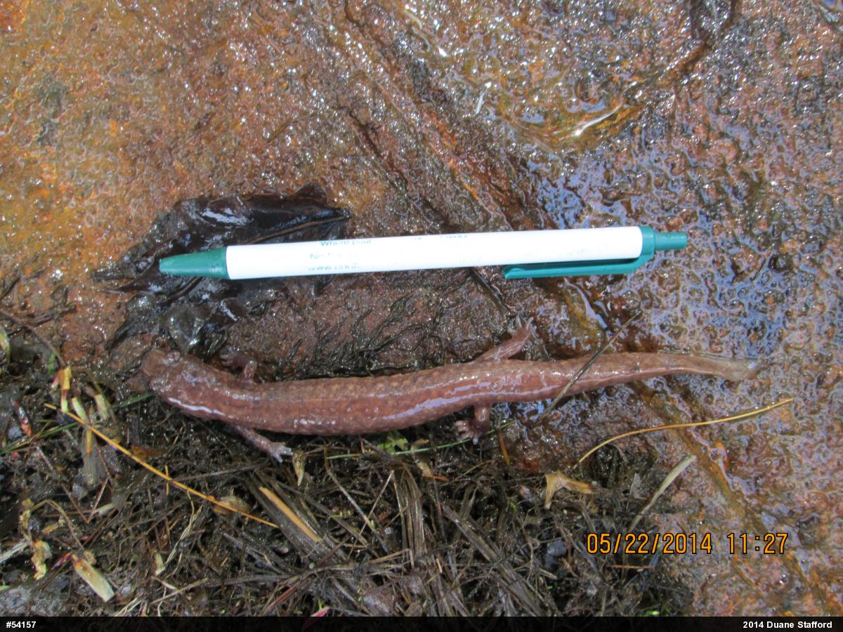 Northern Spring Salamander