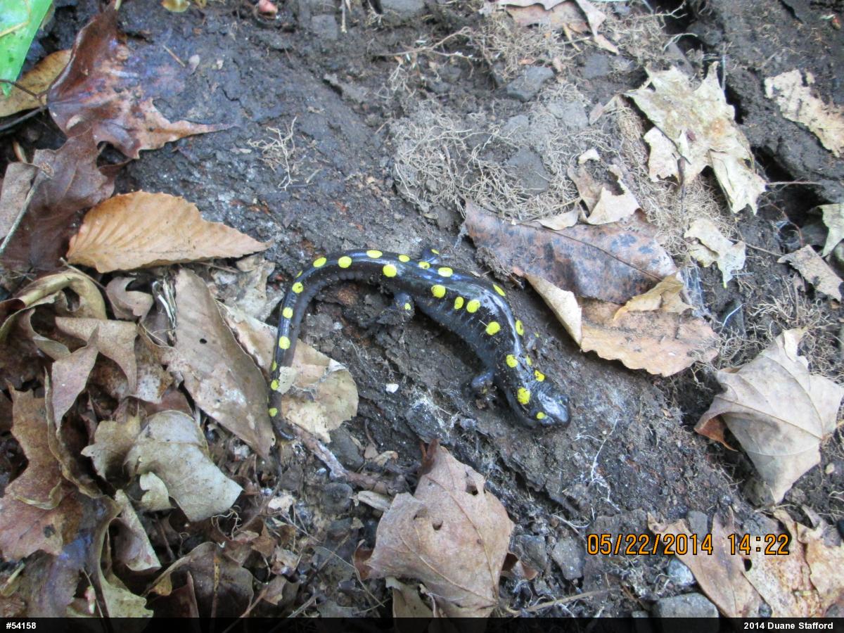 Spotted Salamander