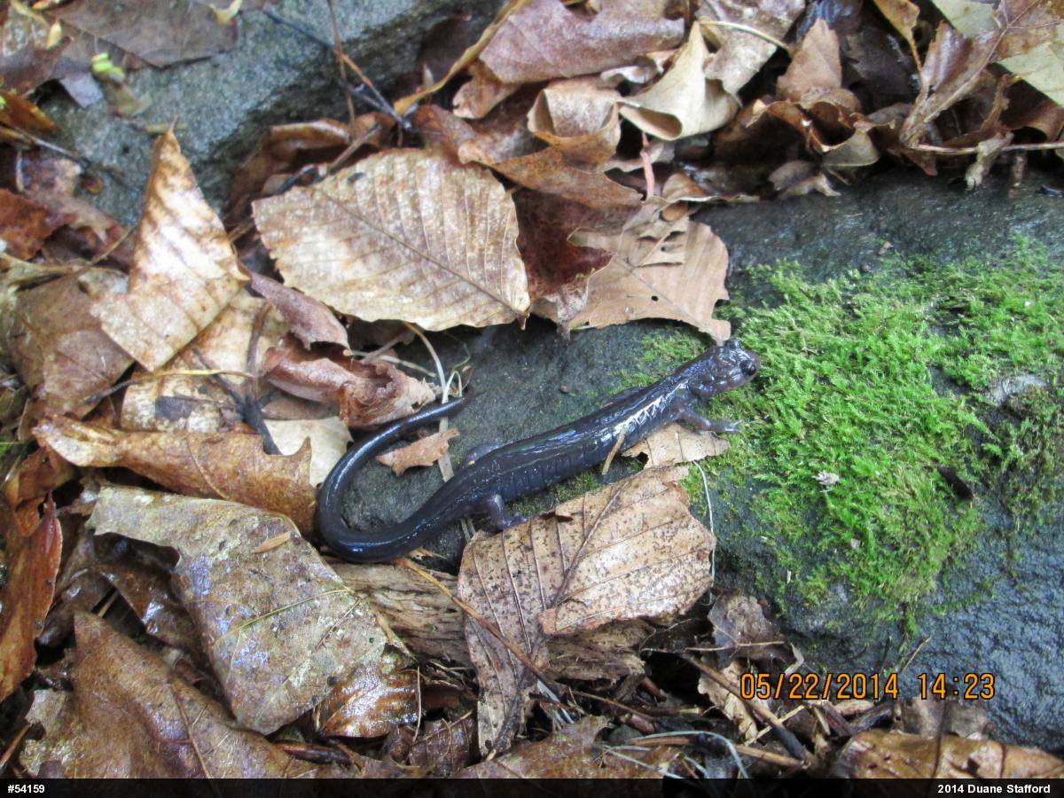 Wehrle's Salamander