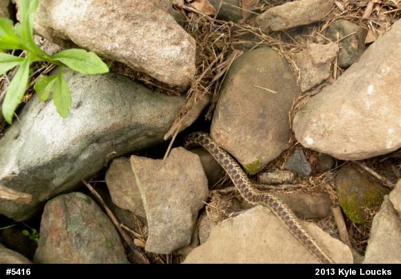 Eastern Gartersnake