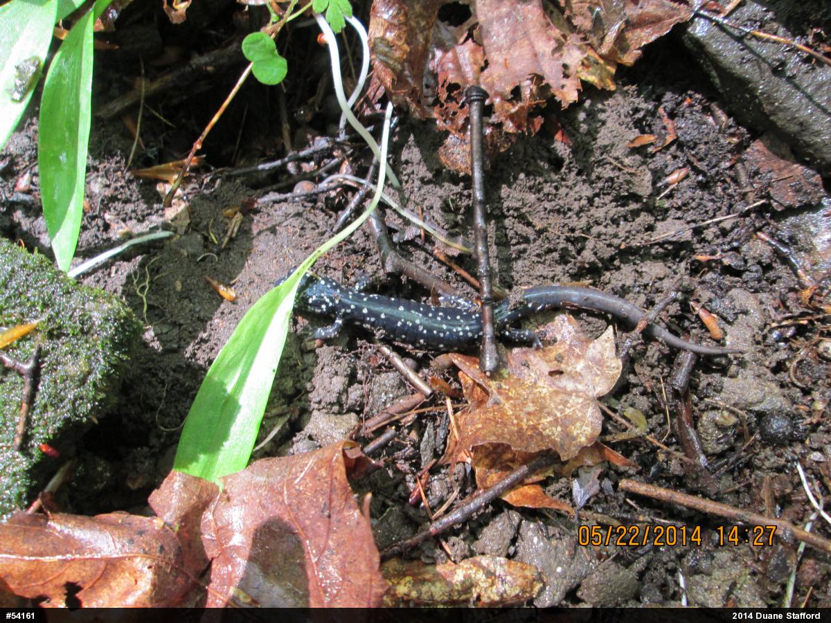 Northern Slimy Salamander