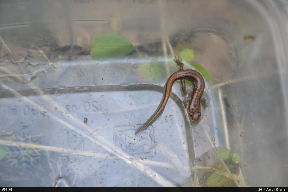 Allegheny Mountain Dusky Salamander