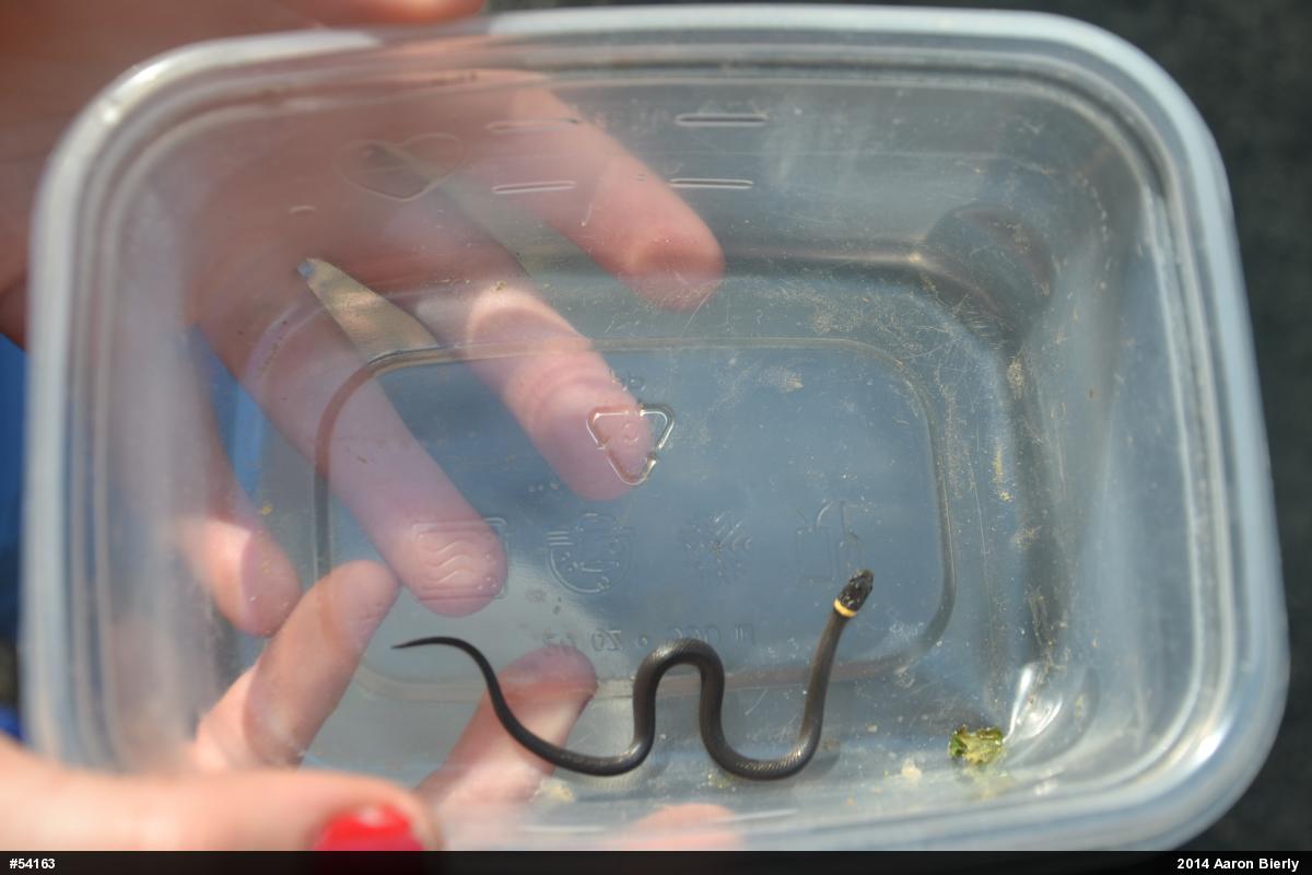 Northern Ring-necked Snake