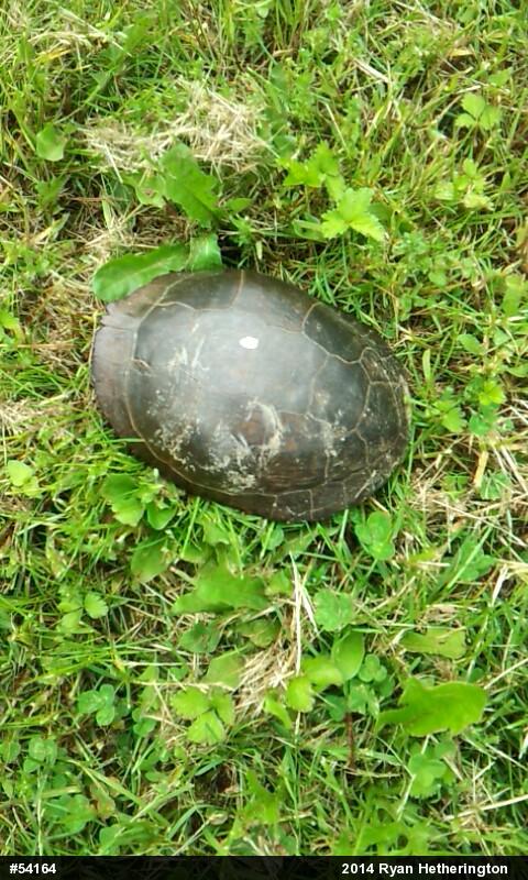 Midland Painted Turtle