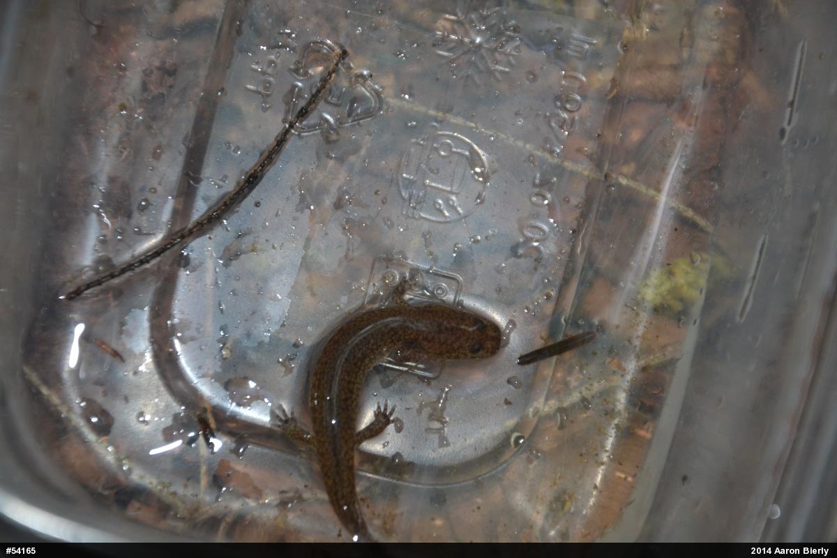 Northern Spring Salamander