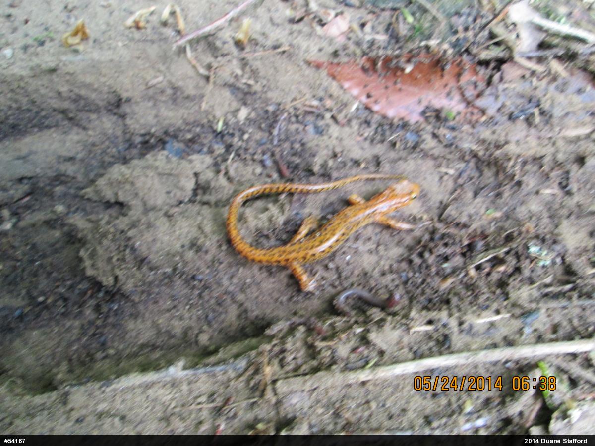 Eastern Long-tailed Salamander