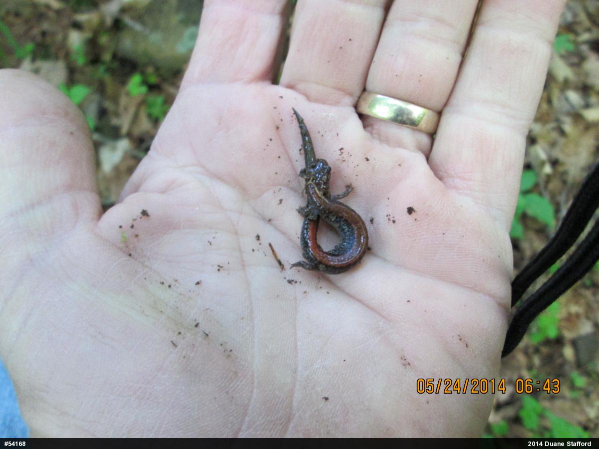 Eastern Red-backed  Salamander