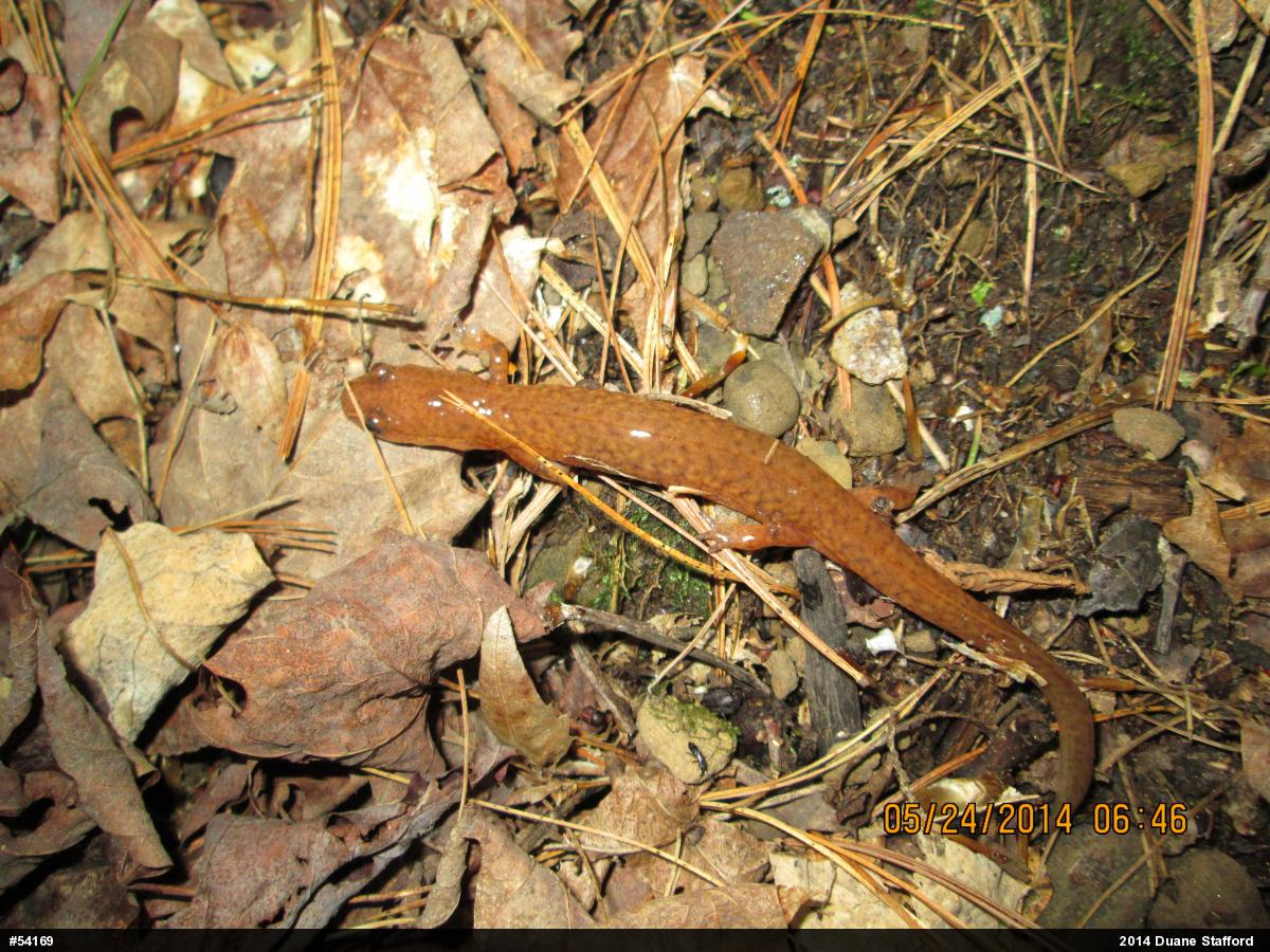Northern Spring Salamander