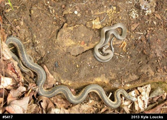 Eastern Gartersnake