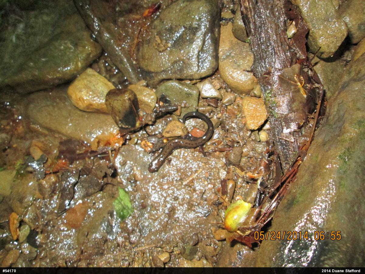 Allegheny Mountain Dusky Salamander