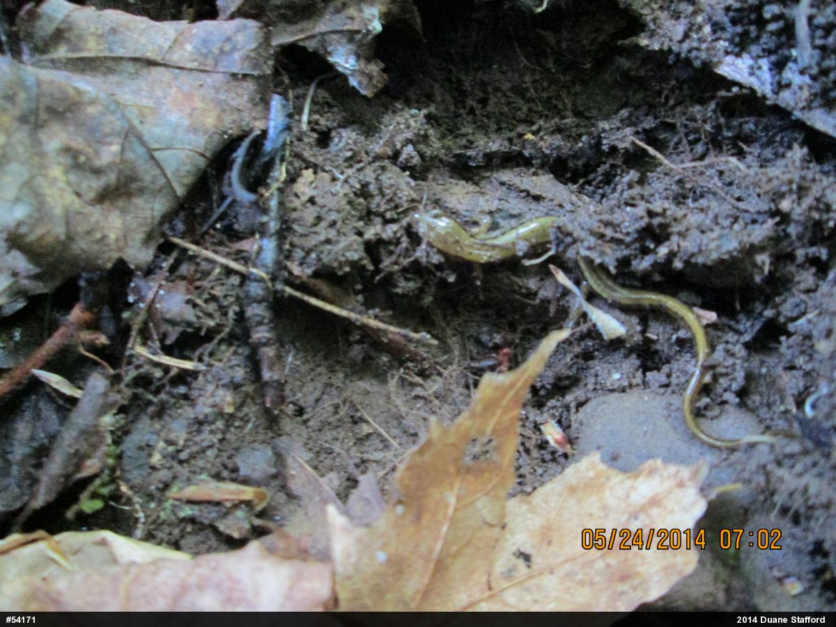 Northern Two-lined Salamander
