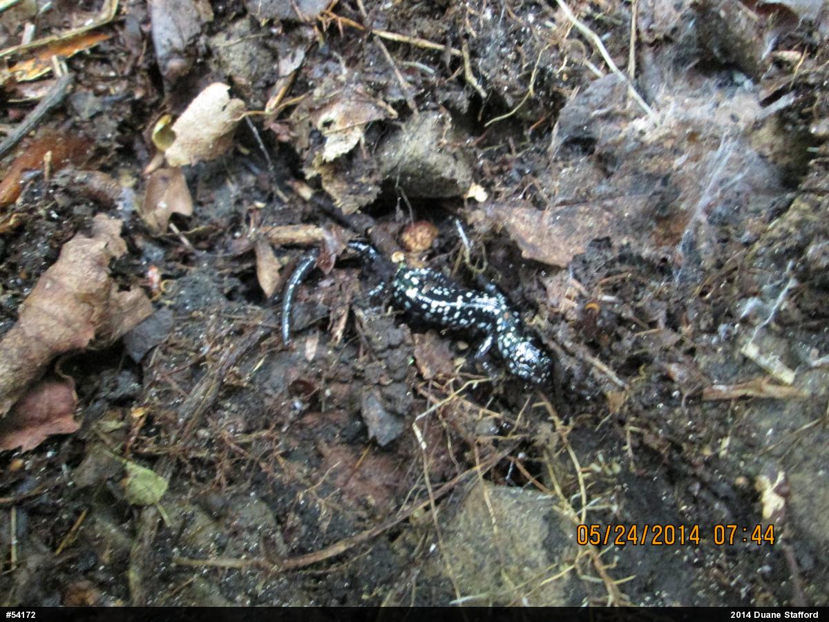 Northern Slimy Salamander