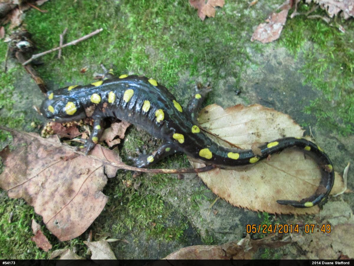Spotted Salamander