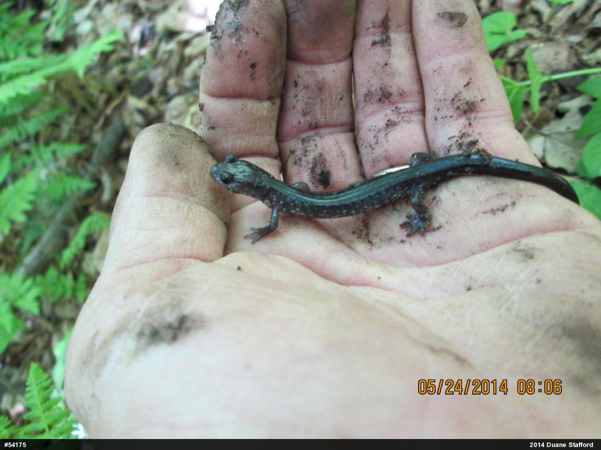 Wehrle's Salamander