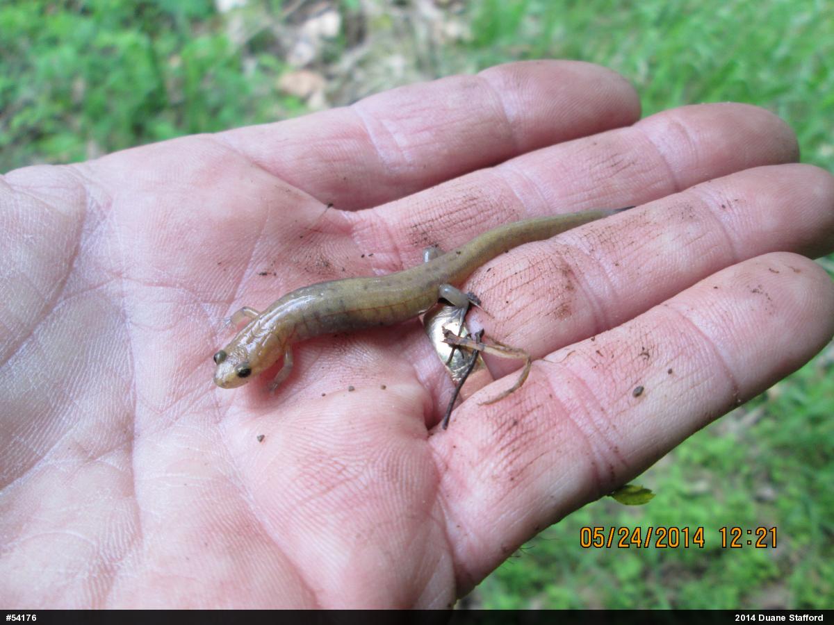 Allegheny Mountain Dusky Salamander