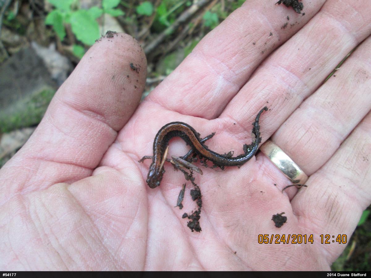 Eastern Red-backed  Salamander