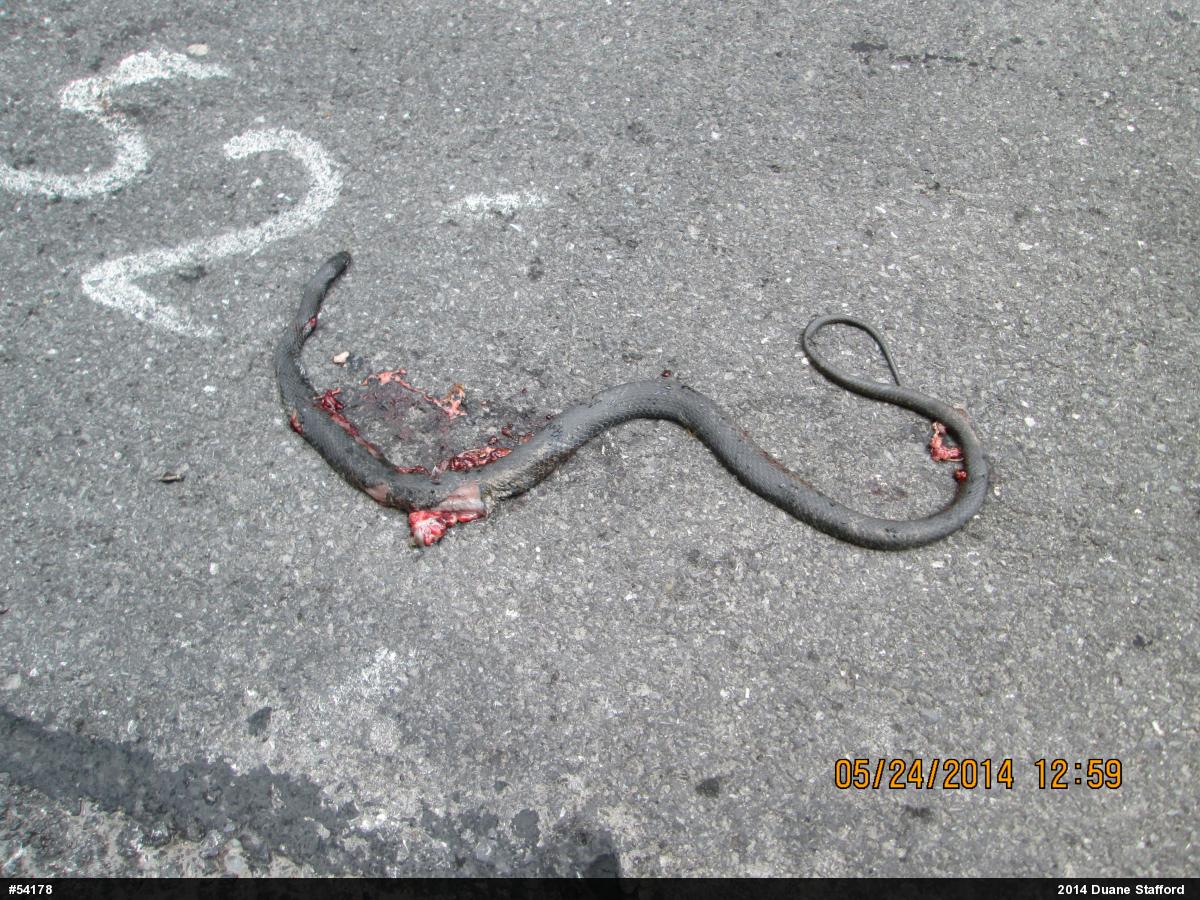 Northern Black Racer