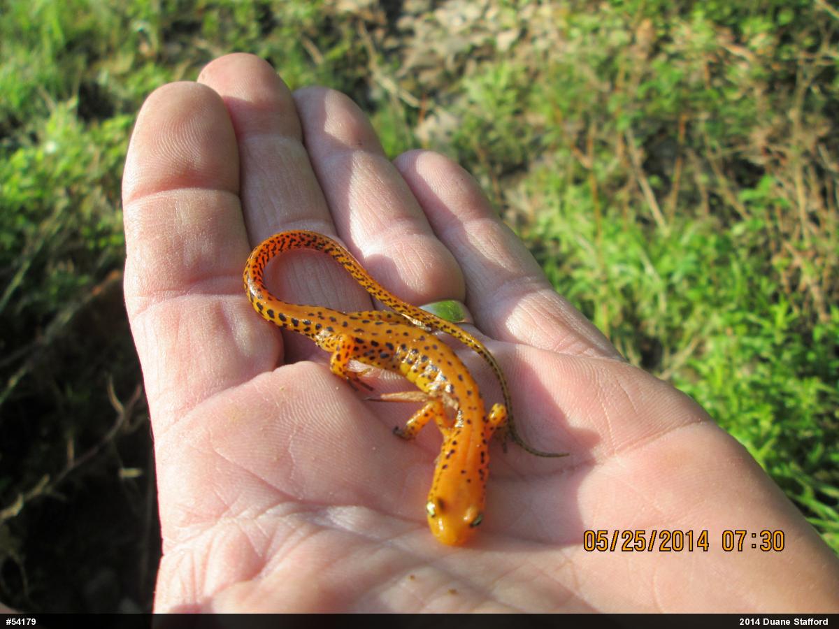 Eastern Long-tailed Salamander